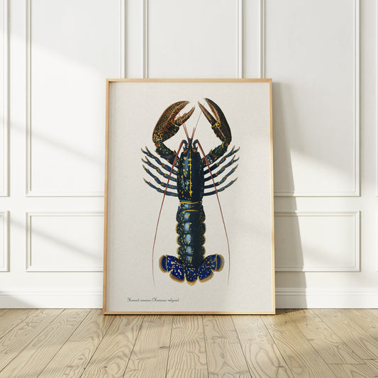 Vintage 1850 Lobster Art print, Illustrated by Charles Dessalines D'Orbigny