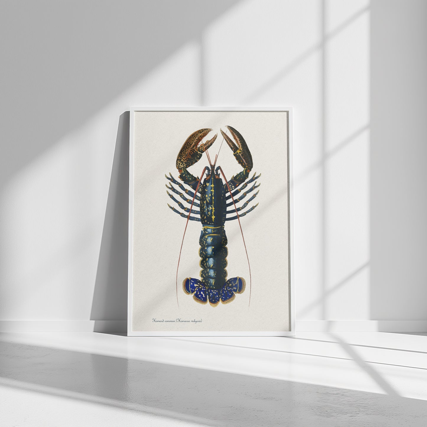 Vintage 1850 Lobster Art print, Illustrated by Charles Dessalines D'Orbigny